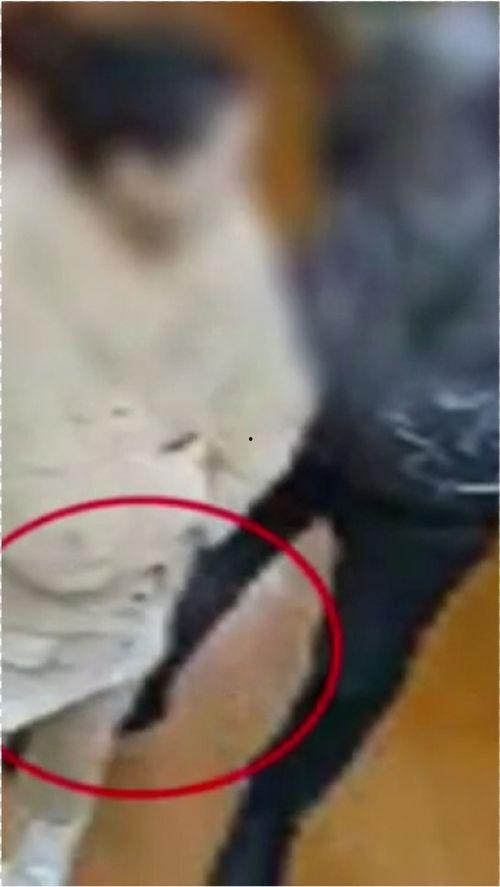 男生打女生屁股的视频,男生打女生屁股事件引发社会关注