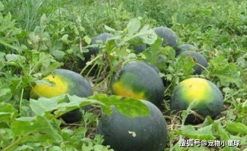 免费黑瓜吃料网在线,揭秘美食界的宝藏之地