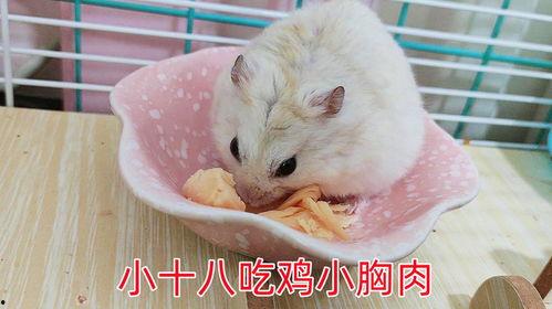 可爱的小仓鼠视频,小仓鼠视频集锦