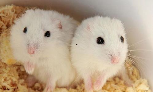 可爱的小仓鼠视频,小仓鼠视频集锦