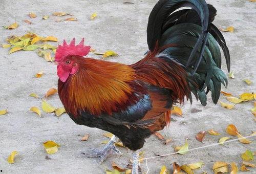 速成鸡视频,快速掌握家常美味