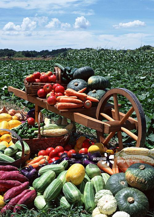 瓜果蔬菜图片大全,缤纷色彩，营养满溢的餐桌盛宴