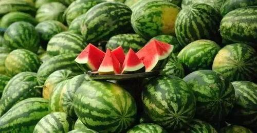 通海今日小瓜价,市场动态一览无余