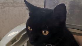 狗咬猫视频,一场意外引发的宠物冲突