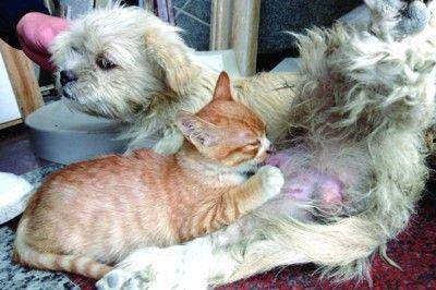 狗咬猫视频,一场意外引发的宠物冲突