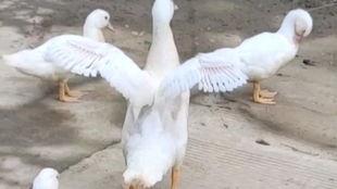 赶鸭子视频