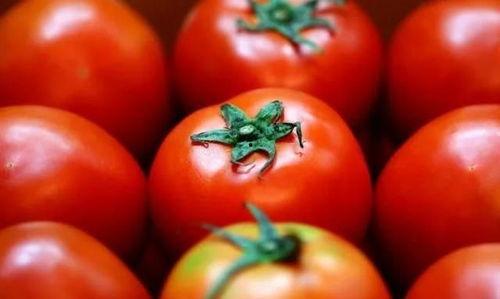 北部瓜茄今日价