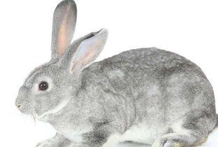 养兔子视频大全,视频大全带你轻松入门