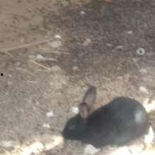 养兔子视频大全,视频大全带你轻松入门