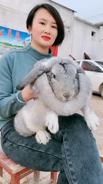 养兔子视频大全,视频大全带你轻松入门