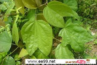 中草药大全名字和图片