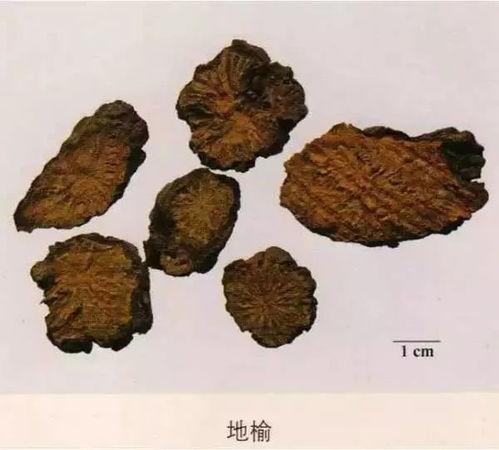 中草药大全名字和图片