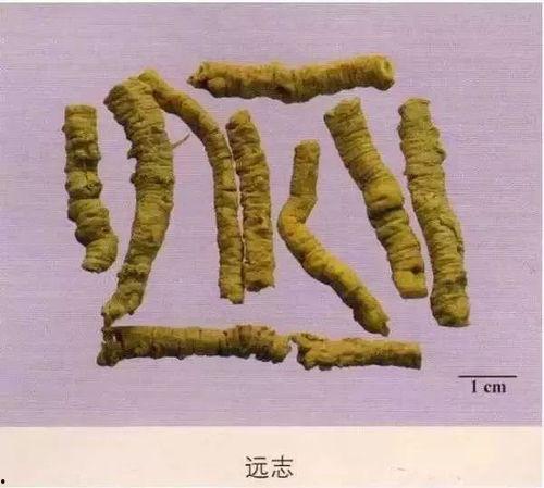 中草药大全名字和图片