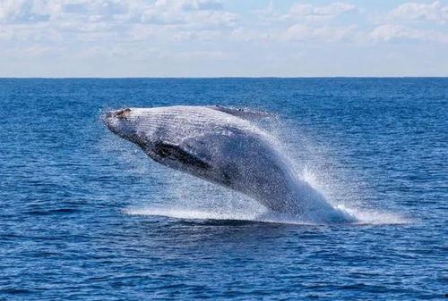 海洋鲸鱼视频,探寻深海巨兽的神秘世界