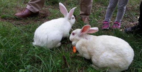 兔子咬人视频
