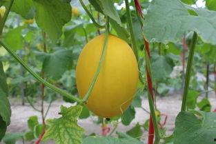 海南蜜瓜价今日价,甜蜜来袭，价格行情一览