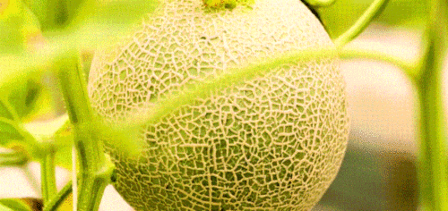 海南蜜瓜价今日价,甜蜜来袭，价格行情一览