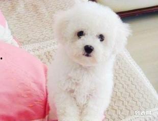 比熊生产过程视频,从孕育到成犬的成长历程