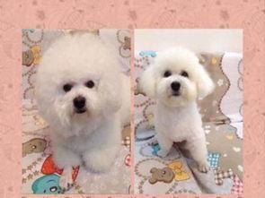 比熊生产过程视频,从孕育到成犬的成长历程