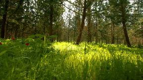 大自然的视频,捕捉大自然的壮丽瞬间