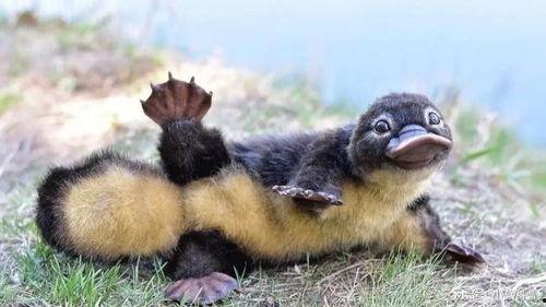 鸭嘴兽的视频,远古生物的现代奇观