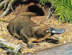 鸭嘴兽的视频,远古生物的现代奇观