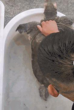 杀鲫鱼视频,鲫鱼捕捞大作战