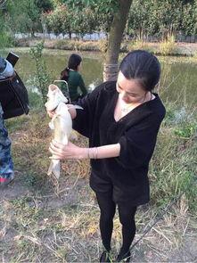 杀鲫鱼视频,鲫鱼捕捞大作战