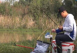 杀鲫鱼视频,鲫鱼捕捞大作战