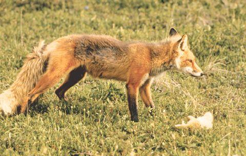 狐狸的视频,捕捉自然之美