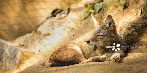 狐狸的视频,捕捉自然之美