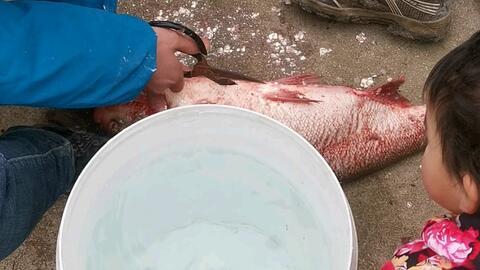 杀鱼视频全过程,全程记录捕鱼瞬间