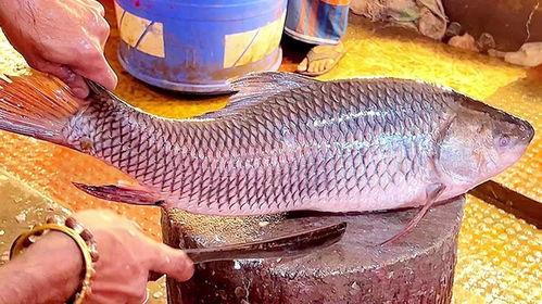 杀鱼视频全过程,全程记录捕鱼瞬间