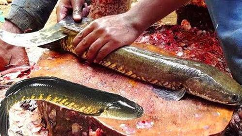 杀鱼视频全过程,全程记录捕鱼瞬间