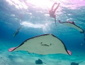 魔鬼鱼视频,揭秘魔鬼鱼神秘生活