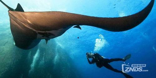 魔鬼鱼视频,揭秘魔鬼鱼神秘生活