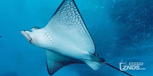 魔鬼鱼视频,揭秘魔鬼鱼神秘生活