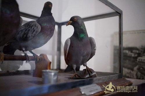 军鸽视频,揭秘战地信使的传奇故事