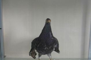 军鸽视频,揭秘战地信使的传奇故事