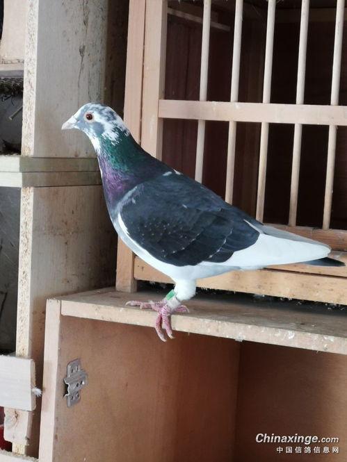 军鸽视频,揭秘战地信使的传奇故事