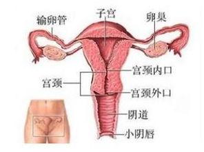 女人阴道视频,阴道视频解析