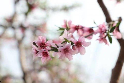 桃花朵朵开视频,春日浪漫之旅