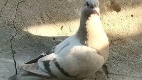 鸽子出壳视频,见证小鸽破壳而出