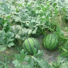 今日大瓜价格最新行情,价格波动解析，市场动态一览